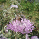 Peter Alexander 2.JPG