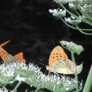 Schuster Bianca 1.JPG