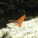 Schuster Bianca 2.JPG