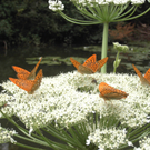 Schuster Bianca 3.JPG