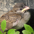 Steger Michaela 1.JPG