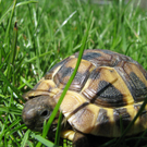 Steger Michaela 2.JPG