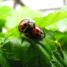 Steger Michaela 3.JPG