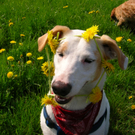 Sulzmann Brigitte 1.JPG