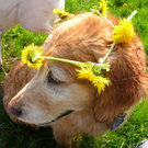 Sulzmann Brigitte 2.JPG