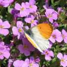 Summer Christine 1.JPG