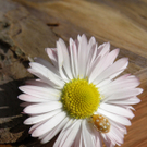 Summer Christine 2.JPG