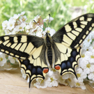 Summer Christine 3.JPG