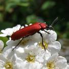 Summer Christine 4.JPG