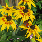 Tieber Bettina 1.JPG