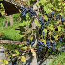IMG_2734.JPG
