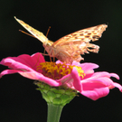 Vellacher Sascha 1.JPG