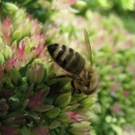 Vellacher Sascha 2.JPG