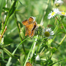 Vellacher Sascha 3.JPG