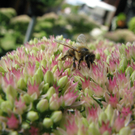 Vellacher Sascha 4.JPG