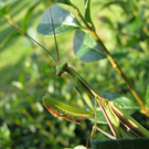 Vellacher Sascha 5.JPG