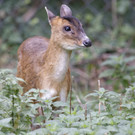 Mini-Hirsche: Muntjaks-Pärchen im Wiener Tiergarten Schönbrunn
