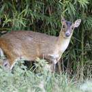 PA_Muntjak2.jpg