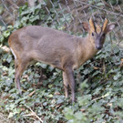 PA_Muntjak3.jpg