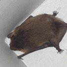 Verletzte Fledermaus aus Wiener U1-Station Keplerplatz gerettet