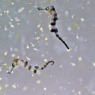 SeepferdNachwuchs-Helmuth Goldammer.jpg