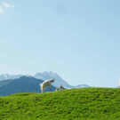 Pilgern13_jpg-1275478504