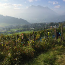 Wimmeln Chardonnay und Roesler