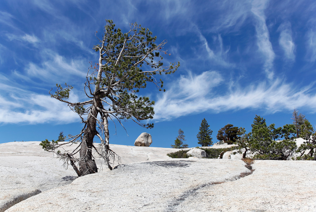 Yosem2 gesch 130.jpg