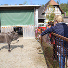14. Kürbisfest (2015)