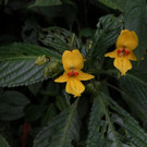 impatiens-lohitensis-c-by-rgogoi--sborah.jpg