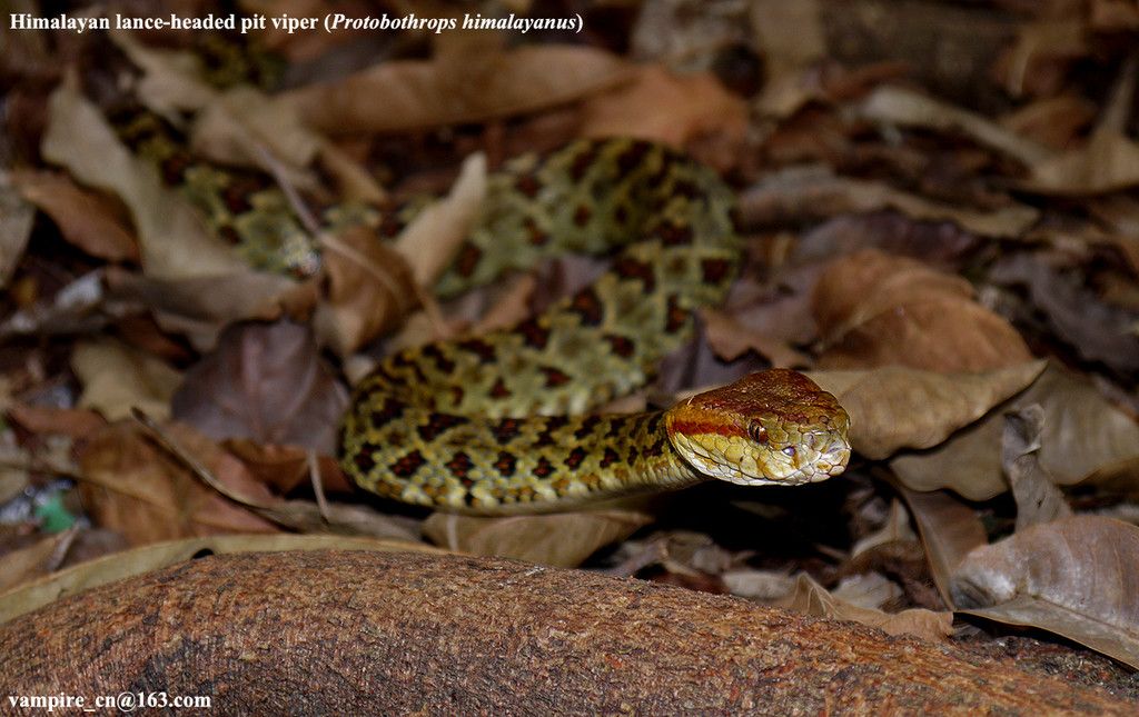 protobothrops-himalayansus-c-by-liang-zhang.jpg