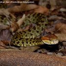protobothrops-himalayansus-c-by-liang-zhang.jpg