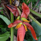 musa-makkui-c-by-rgogoi--sborah.jpg