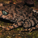 leptobrachium-bompu-c-by-sanjay-sondhi.jpg