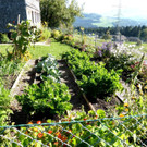 Erntezeit im Bucher Pfarrgarten