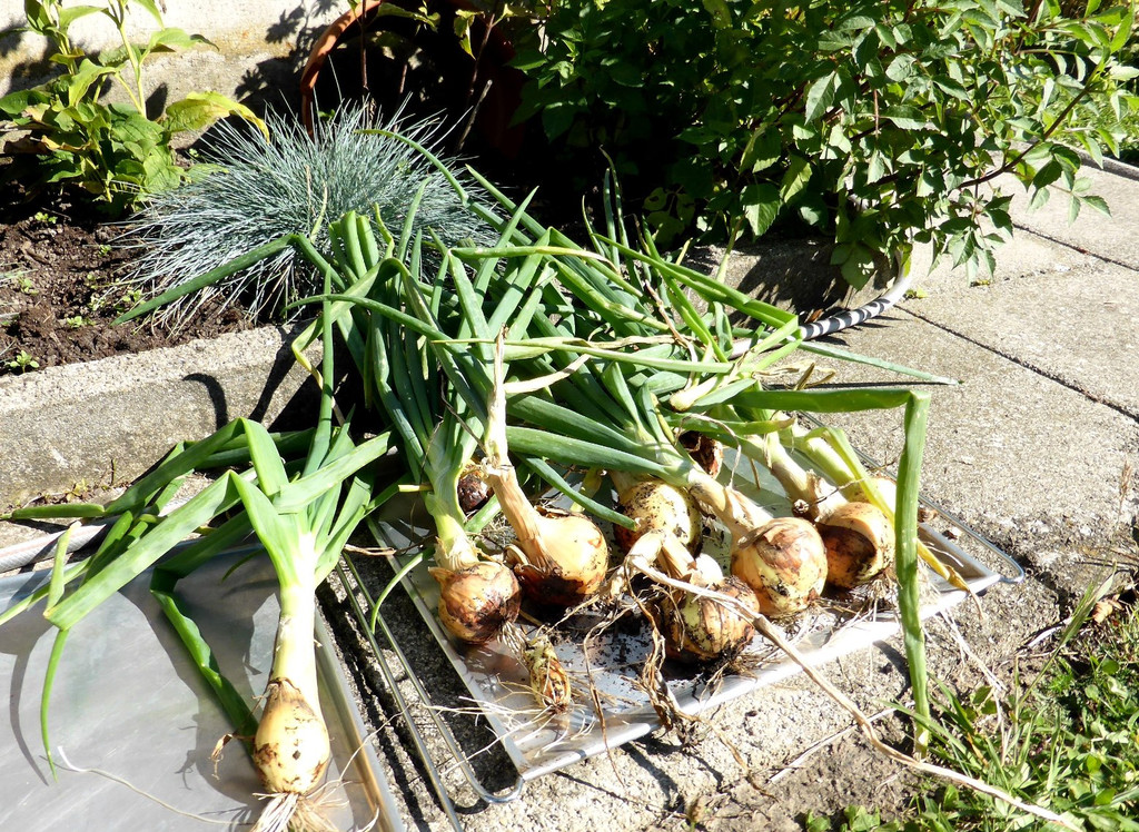 P1020854.JPG