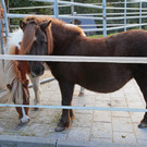 Trekkinghof (2015)