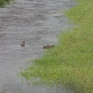 normal_04082009hochwasserta_15.jpg