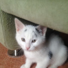 Babylady