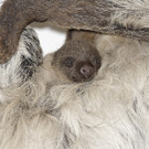 Faultier-Nachwuchs im Wiener Tiergarten Schönbrunn