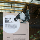 KOE_Wildpark Oktober 2015 7.jpg