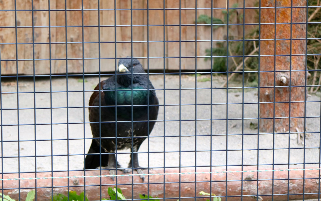 KOE_Wildpark Oktober 2015 8.jpg