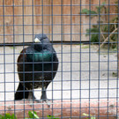KOE_Wildpark Oktober 2015 8.jpg