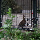 KOE_Wildpark Oktober 2015 9.jpg