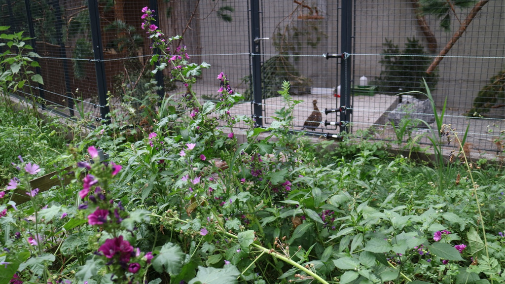 KOE_Wildpark Oktober 2015 10.jpg