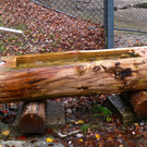 KOE_Wildpark Oktober 2015 16.jpg
