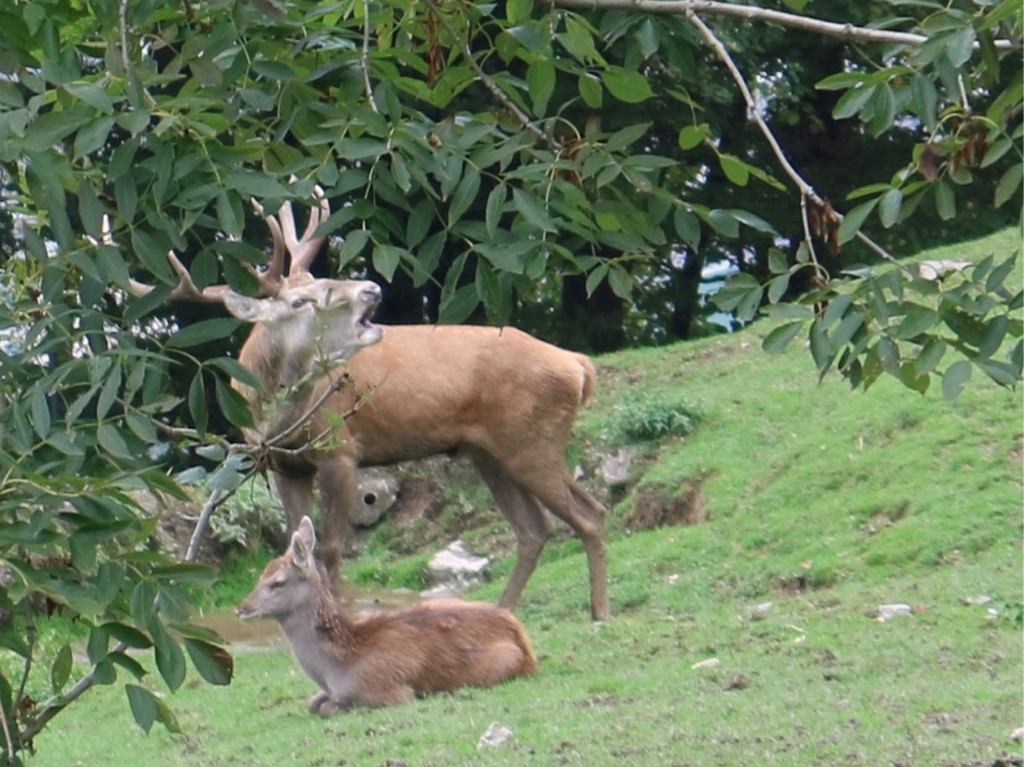 KOE_Wildpark Oktober 2015 21.jpg