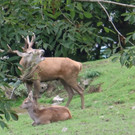 KOE_Wildpark Oktober 2015 21.jpg