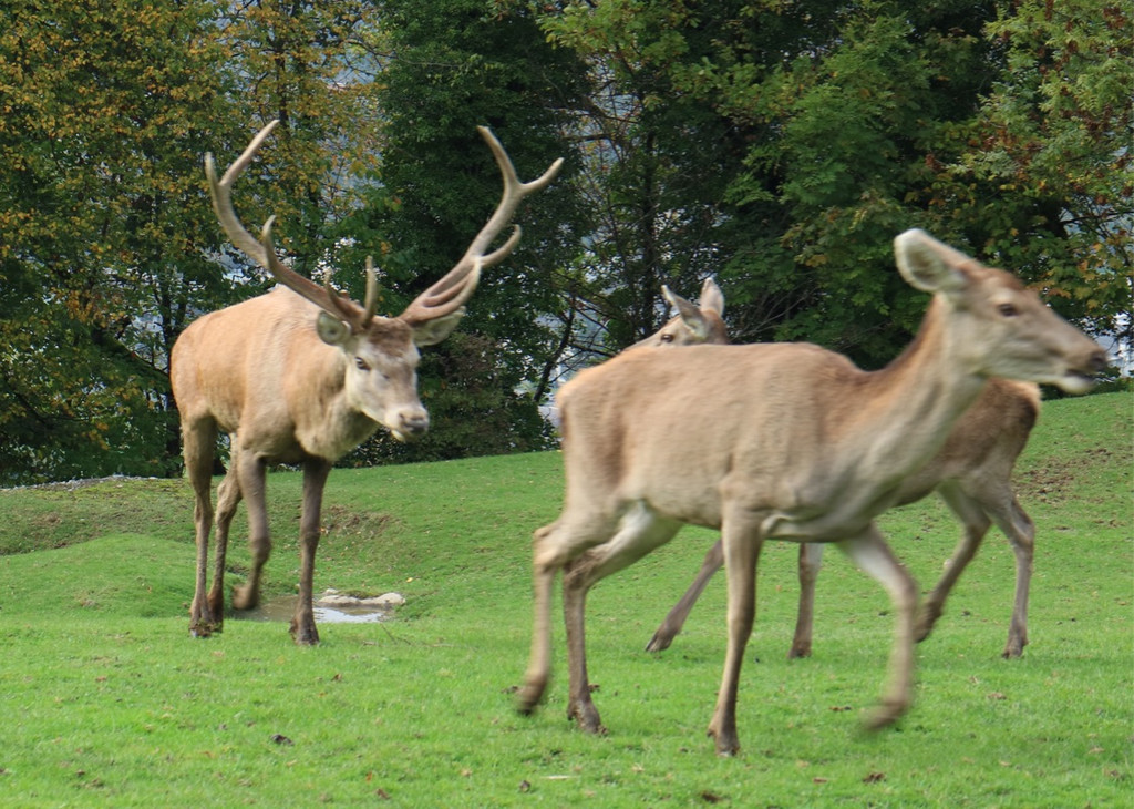 KOE_Wildpark Oktober 2015 23.jpg