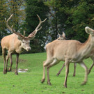 KOE_Wildpark Oktober 2015 23.jpg